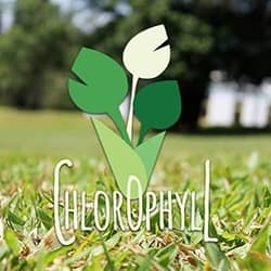 logo design webdesign chlorophyll
